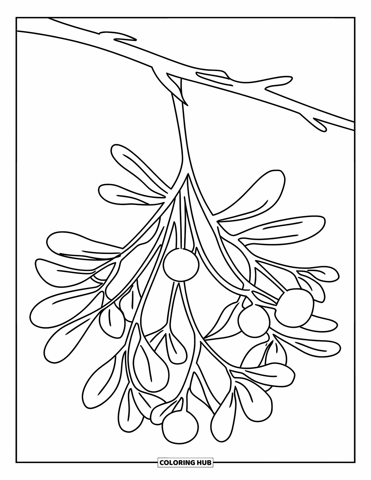 Mistletoe Coloring Page for Kids: A mistletoe sprig with three berries hangs from a branch
