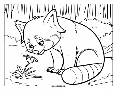 Coloriage de panda roux pour enfants : Un panda roux curieux renifle une fleur assis sur le sol