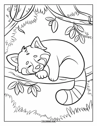 Coloriage de panda roux pour enfants : Un panda roux se recroqueville et s'endort sur une branche feuillue