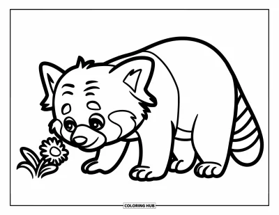 Coloriage de panda roux pour enfants : Un panda roux se penche pour renifler une fleur avec curiosité
