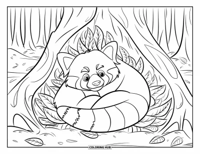 Coloriage de panda roux pour enfants : Un panda roux pointe le bout de son museau sous des feuilles tombées sur un sentier forestier calme