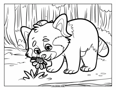 Coloriage de panda roux pour enfants : Un panda roux coiffé d'un chapeau renifle une fleur dans la forêt