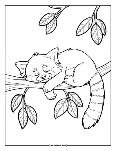 Coloriage de panda roux pour enfants : Un panda roux détendu se recroqueville sur une branche feuillue pour dormir