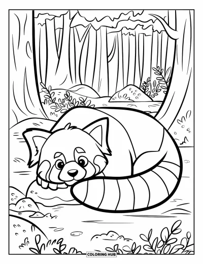 Coloriage de panda roux pour enfants : Un panda roux endormi se recroqueville avec des rochers et des plantes à proximité