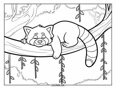 Coloriage de panda roux pour enfants : Un panda roux endormi se prélasse sur une branche d'arbre avec des lianes