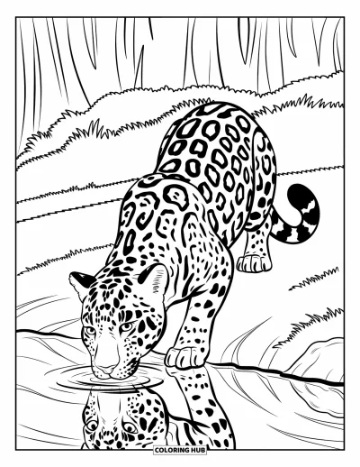 Regenwaldtiere-Ausmalbild für Kinder: Ein Jaguar kauert am Wasser, sein Spiegelbild klar im sanften Bach