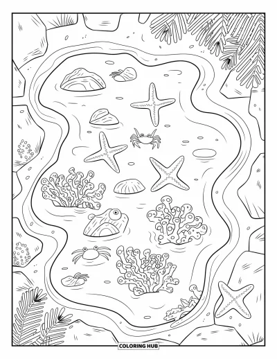 Coloriage de plages estivale pour enfants : Une mare de marée avec des étoiles de mer, des crabes et des anémones sur le rivage