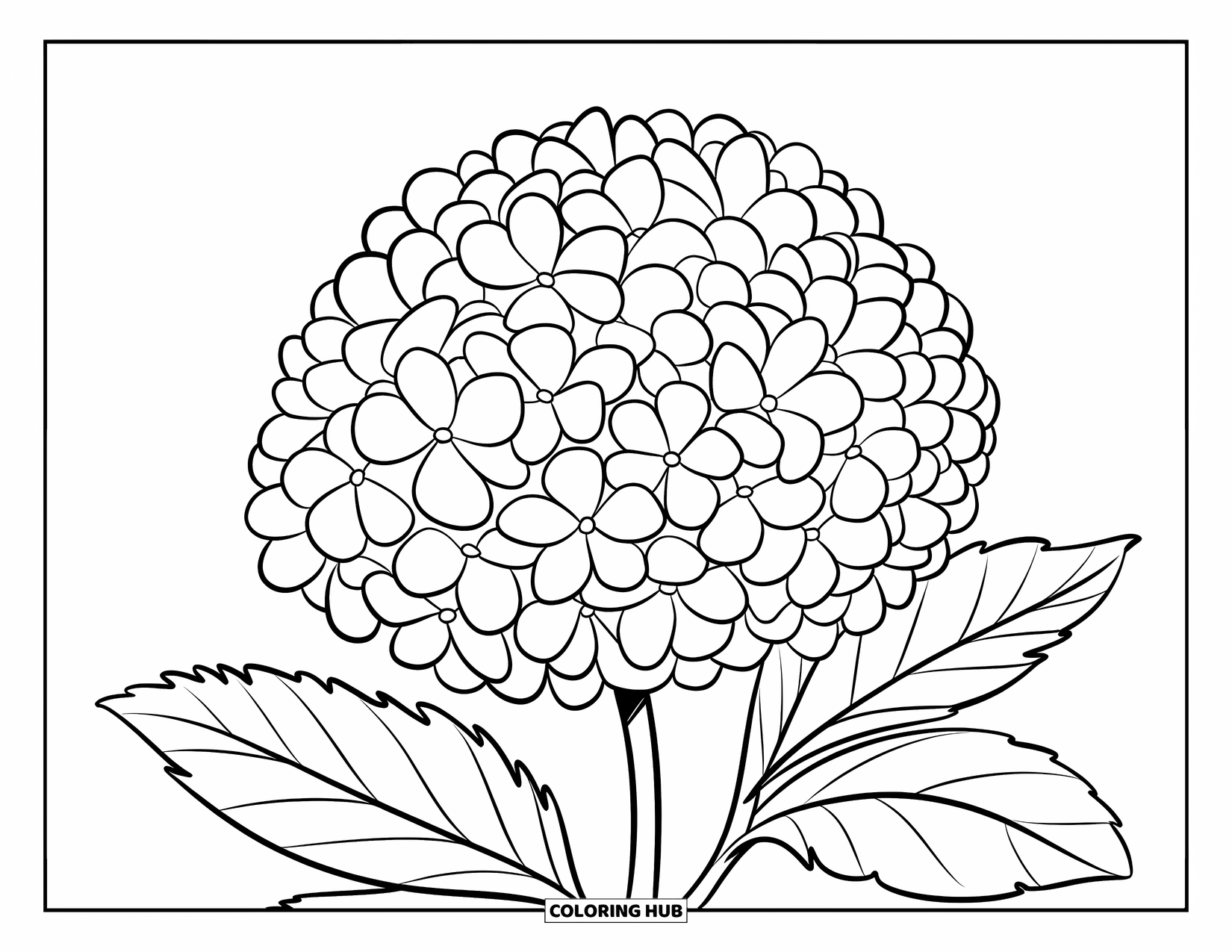 Blue Coloring Page for Kids: A big hydrangea bloom with round, soft petals