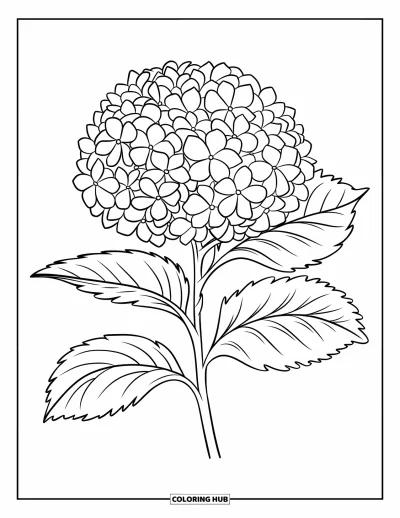 Coloriage de bleu pour enfants : Une hortensia en fleurs aux pétales ronds et aux feuilles vertes lisses