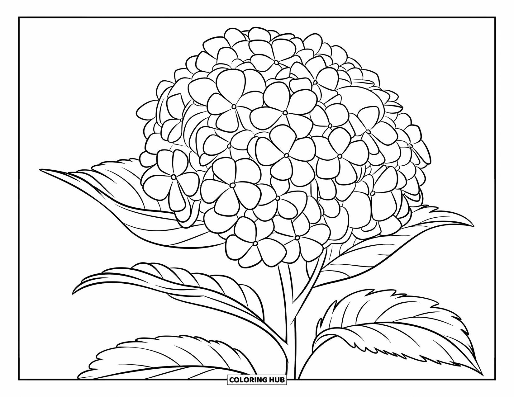 Blue Coloring Page for Kids: A full hydrangea blossom with soft blue petals and a sturdy stem