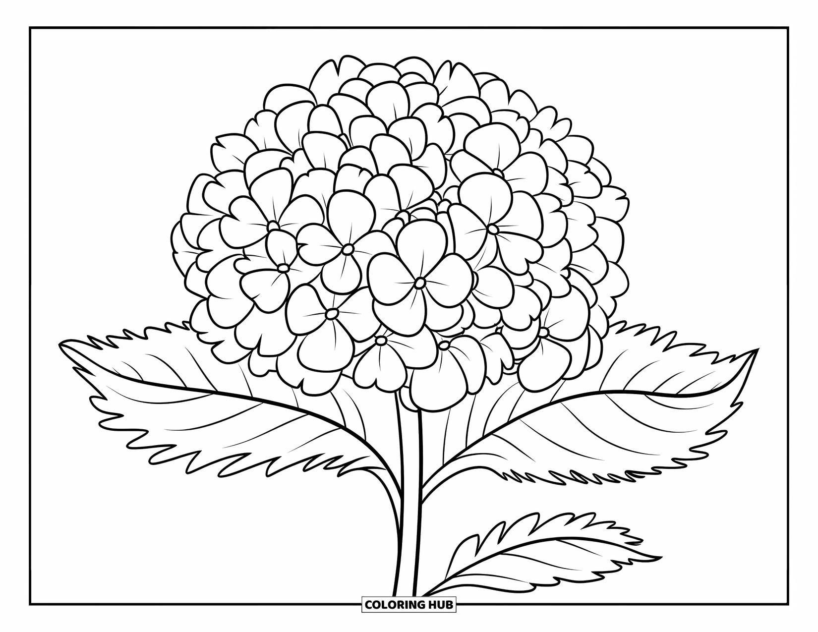 Blue Coloring Page for Kids: A simple hydrangea bloom drawn with cheerful, round petals