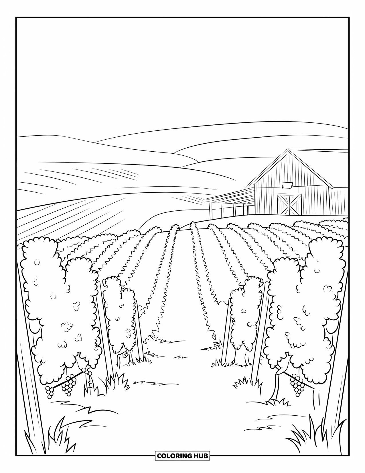 Vacation Coloring Page for Adults: Rows of grapevines stretch toward a rustic barn and distant hills